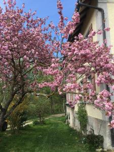 Un árbol con flores rosas al lado de un edificio en Ferienhof Weber Nieratz en Wangen im Allgäu