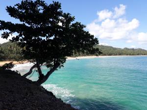 un árbol sentado al lado de una playa en Casa De Matias, en Las Terrenas
