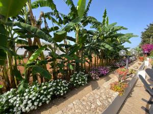 a garden with white flowers and plants at B&B Fellini Gallipoli in Gallipoli +171 photos