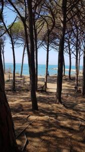 una spiaggia con alberi e l'oceano sullo sfondo di Casa Prati a Marina di Cecina