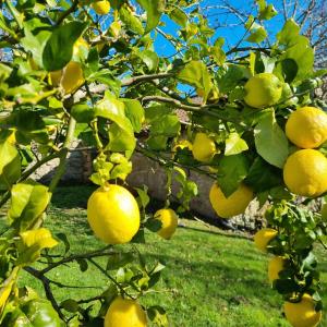 a bunch of lemons hanging from a lemon tree at Terranam Bed & Breakfast in Catoira