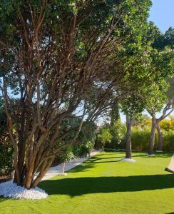 une rangée d'arbres dans un parc avec de l'herbe verte dans l'établissement LA VILLA ALBA, aux Issambres