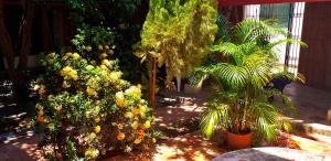 a garden with trees and flowers in a yard at Casa Serrano - Calle Real 5 in Mompós