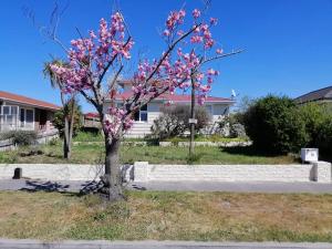 un albero con fiori rosa in un giardino di Homestay Double room, near the city center a Christchurch