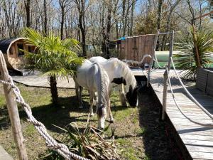 a white horse eating grass next to a wooden bridge at Au Bois Flotté in Hourtin