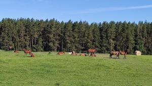 Zdjęcie z galerii obiektu Stajnia Lisewo w mieście Lisewo