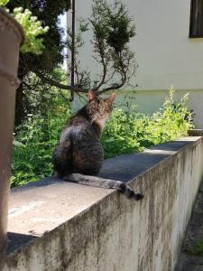 Zdjęcie z galerii obiektu Stajnia Lisewo w mieście Lisewo
