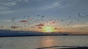 una manada de aves volando sobre un cuerpo de agua en OMA HOTEL LA GUAJIRA en Camarones