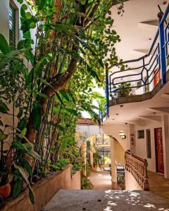 聖何塞的住宿－卡克茨酒店，建筑一侧的走廊上,有植物