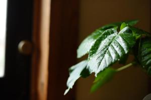 a green plant with water droplets on its leaves at 海の近くの宿 アトリエ モダン in Sakaiminato