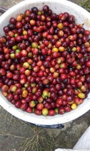 a large pile of cherries in a white bowl at Glamping Spa & Coffee Tour in Medellín