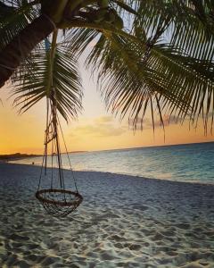 a swing hanging from a palm tree on a beach at Blue Coral Vashafaru Maldives in Vashafaru