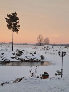 een met sneeuw bedekt veld met een boom en een vijver bij Grundenberga in Baldone