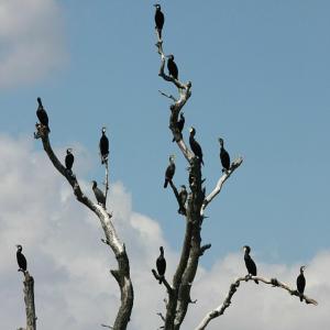 Nuotrauka iš apgyvendinimo įstaigos MILDA Juodkrantėje galerijos