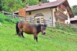 Zvieratá v apartmáne alebo blízkom okolí