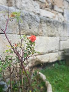 una rosa roja frente a una pared de piedra en Cozy country house (cottage) & ideal closed garden, 