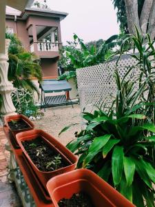 a patio with three pots of plants and a bench at Essentials Suite in Bon Accord