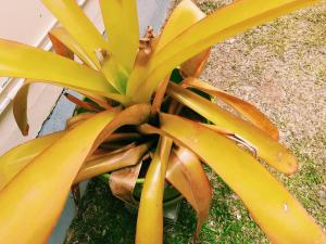 Un jardín fuera de Essentials Suite