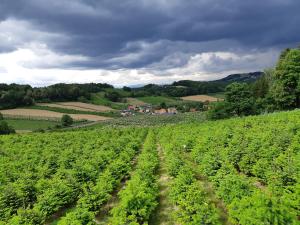 una imagen de un campo de cultivos en Bauernhof Grain, en Feldbach