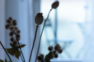 Fotografie z fotogalerie ubytování Casa del Borgo "Aria & Acqua" sul Lago Maggiore v destinaci Maccagno Inferiore