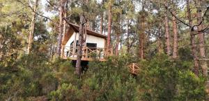 a tree house in the middle of the forest at Casita colgada "Can Lia" in La Guancha