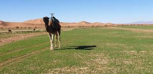 Fotografie z fotogalerie ubytování Chegaga desert Trips camp v destinaci Mhamid