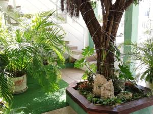 a garden with a palm tree and plants at Quetzal Loft in Cancún
