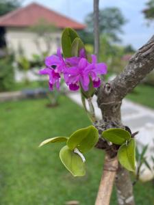 Villa Mata Hari外面的花园
