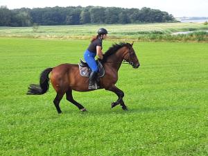 a woman riding a horse in a field at Hotel Gutshaus Kajahn in Gustow +33 photos