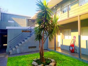 a palm tree in a yard in front of a building at Salto Chico Apart. in Salto