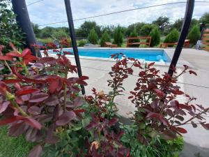 un grupo de plantas frente a una piscina en Susurro de Montaña, en San Lorenzo