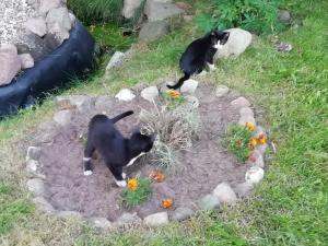 zwei schwarze und weiße Katzen in einem Hof in der Unterkunft Landhaus Kranichwiese in Göhren-Lebbin