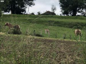 Altri animali domestici presso l'hotel o nei dintorni