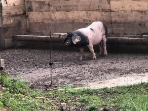 Altri animali domestici presso l'hotel o nei dintorni