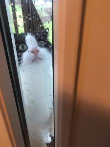 Domácí mazlíčci ubytovaní s hosty v ubytování Haere Mai B&B Orust + 33 fotografií