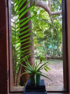 a potted plant sitting on a window sill next to a tree at Pousada Casa Mágica -Taipu de Fora in Barra Grande
