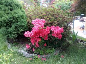 Vonkajšia záhrada v ubytovaní House Yanina
