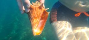 Loomad apartemendi aladel või selle läheduses