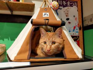 un chat orange est assis à l'intérieur d'un sac dans l'établissement Asahikawa Ride, à Asahikawa