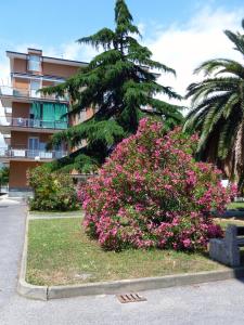 een bos met roze bloemen voor een gebouw bij Al Pepe Rosa di Borghetto in Borghetto Santo Spirito
