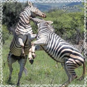 zwei Zebras spielen auf einem Feld miteinander in der Unterkunft Buffalo Thorn Lodge in Pilanesberg