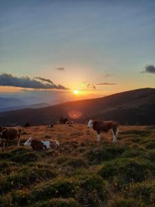 grupa krów na polu o zachodzie słońca w obiekcie Biohof Köck Tonibauer w mieście Zeutschach