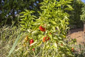 Ein Garten an der Unterkunft Finca Sa Tanqueta Rústica
