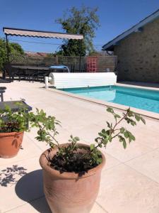 een zwembad met twee potplanten ernaast bij Winemaker’s House with pool near the sea in Saint-Geniès-de-Fontedit