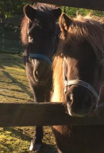 two horses are standing next to a fence at Skjerping gård in Lonevåg