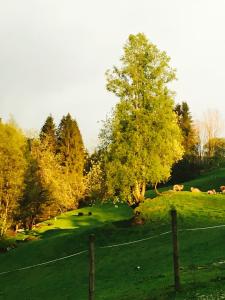 un campo con vacas pastando en una colina con una valla en Skjerping gård, en Lonevåg