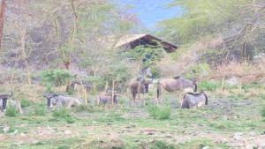 a herd of animals standing in a field at Africa Safari Lake Manyara located inside a wildlife park in Mto wa Mbu