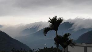 uma palmeira em frente a uma vista para uma montanha em 山旅民宿 em Meishan
