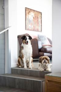 two dogs sitting on the stairs in a living room at Sunshowers Plett in Plettenberg Bay