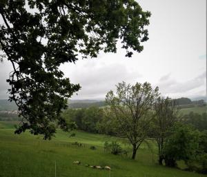 Ferienwohnung Zum Bienenstock في Mörlenbach: مجموعة من الحيوانات ترعى في حقل أخضر